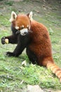 red panda - chengdu - china Royalty Free Stock Photo