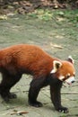 red panda in a zoo in chengdu (china) Royalty Free Stock Photo
