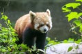 Red Panda at the zoo in Chengdu, China