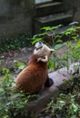 Red Panda at the zoo in Chengdu, China