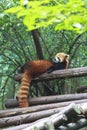 Red Panda at the zoo in Chengdu, China