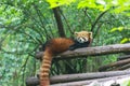 Red Panda at the zoo in Chengdu, China