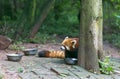 Red Panda at the zoo in Chengdu, China