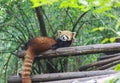 Red Panda at the zoo in Chengdu, China