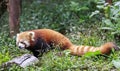 Red Panda at the zoo in Chengdu, China