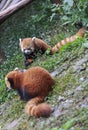 Red Panda at the zoo in Chengdu, China