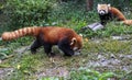 Red Panda at the zoo in Chengdu, China