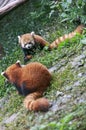 Red Panda at the zoo in Chengdu, China