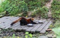 Red Panda at the zoo in Chengdu, China