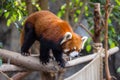 Red panda in zoo park Royalty Free Stock Photo