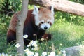 red panda in a zoo in vienna (austria)