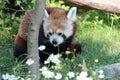 red panda in a zoo in vienna (austria)