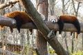 Red pandas Royalty Free Stock Photo