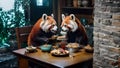 Red pandas in a restaurant: a treat for wild guests