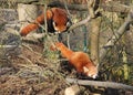 Red pandas Royalty Free Stock Photo