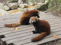 Red pandas Royalty Free Stock Photo