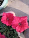 Red pansies blooming in garden