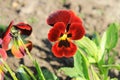 Red pansies (viola tricolor) Royalty Free Stock Photo