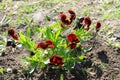 Red pansies (viola tricolor) Royalty Free Stock Photo