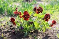 Red pansies (viola tricolor) Royalty Free Stock Photo