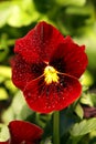 Red pansy flower