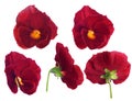 Red pansy flower from different sides