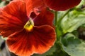 red pansy