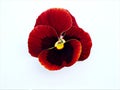 red Pansy flower isolated on white background, sweet color Royalty Free Stock Photo