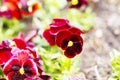 Red pansy flowers are blommong in the garden Royalty Free Stock Photo