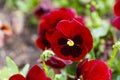 Red pansy flowers are blommong in the garden Royalty Free Stock Photo