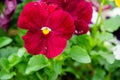 Red Pansy Flowers Royalty Free Stock Photo