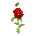 Red Pansy Viola flower isolated on white background. Spring summer garden plant vector illustration for postcards, posters, Royalty Free Stock Photo