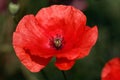 Red papaver rhoeas red poppy flower on the summer field Royalty Free Stock Photo