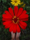 Red Paper Flower With Nature