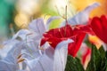 Red paper flower among white flowers blurred, origami Royalty Free Stock Photo