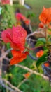 Red Paper Flowers or kembang kertas or bougainvillea Royalty Free Stock Photo