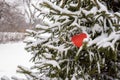 red paper heart resting on snow covered pine tree branch outside Royalty Free Stock Photo