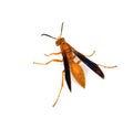 Red Paper Wasp Royalty Free Stock Photo