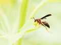 Red Paper Wasp close up Royalty Free Stock Photo