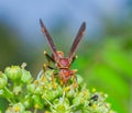 Red paper wasp polistes dorsalis