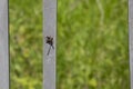 Red Paper Wasp Royalty Free Stock Photo