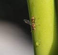Red-paper wasp resting on banana tree trunk