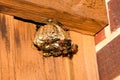 Red paper wasps, Polistes carolina, on a large nest