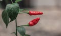 Red papper fresh hot chili Royalty Free Stock Photo