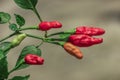 Red papper fresh hot chili Royalty Free Stock Photo