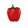 Red Paprica Pepper Illustration Vector