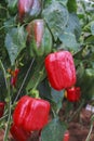 Red paprika growing in a simulation plantation. Royalty Free Stock Photo