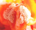 Red paprika with seeds Royalty Free Stock Photo