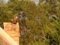 Red parakeet`s takeoff from a chimney in Kangaroo Valley Royalty Free Stock Photo