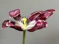 Red Parakeet tulip isolated on grey background